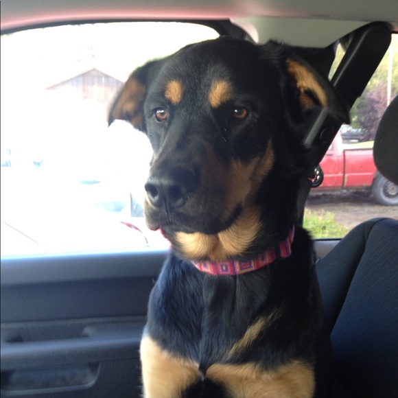 Meet your Posher, Jennifer - Picture 4 of 5